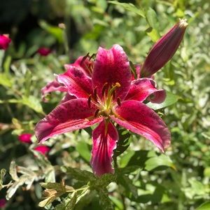 Meet your Posher, Maggie